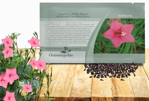 Outsidepride Rose Cypress Vine Seeds - 200 Pcs Annual Flower Seeds with Nectar-Rich, Star-Shaped Flowers & Feathery, Fern-Like Leaves for Fences, Trellises, Pergolas & Vertical Gardens by Outsidepride