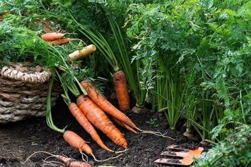 Organic Growing Fertilizer 1 Gal, CDFA Organic Registered. Plant Care Fertilizer for Vegetable Gardens Like Tomato, Cucumber, Squash, Beans and All Other Plants - Image 5