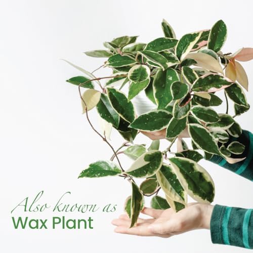 American Plant Exchange Hoya Carnosa 'Krimson Queen' Plant – 6-Inch Pot – Live Tricolor Wax Vine Succulent, Easy Care Houseplant for Home, Office, or Patio Decor - Image 3