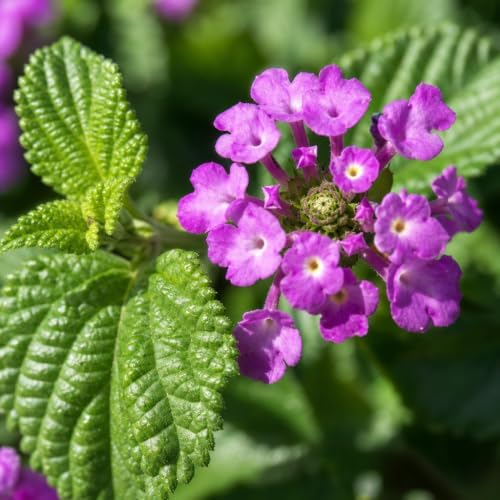 Lantana Purple | 20 Live Plants | Lantana montevidensis | Purple Flowers | Outdoor Landscapes | Heat Tolerant Groundcover | Containers Slopes Borders Pathways Garden Beds - Image 3