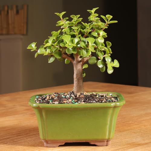 Brussel's Bonsai - Small Jade Live Bonsai Tree, Potted Indoor Plant - Image 4