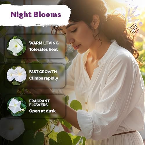 50 White Morning Glory Heirloom Flower Seeds for Planting, Ipomoea Alba - Image 4