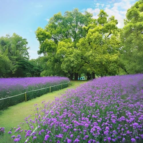 Verbena Flower Seeds 5000 – Vibrant Mixed Variety – Easy-Grow, Drought-Resistant Blooms for Beds, Borders & Pollinator Gardens - Image 4