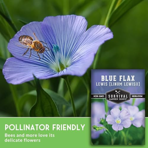 Lewis Blue Flax Seeds for Planting - Survival Garden Seeds (1 Pack) - Image 6
