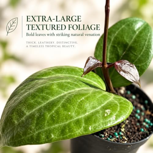 Hoya Latifolia Sarawak Live Plant | Hoya Cuttings Starter Plants - Image 4