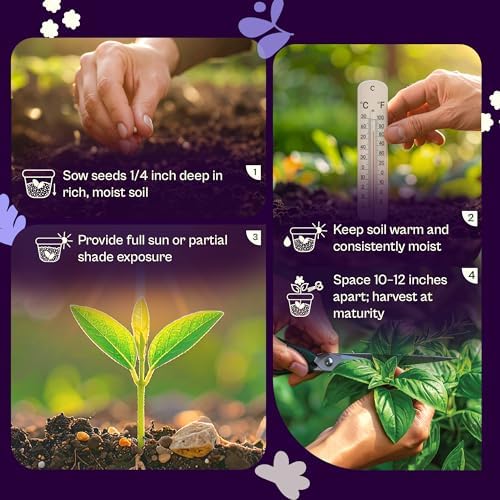 SVI 350 Red Shiso Seeds (Perilla frutescens) – Japanese Shiso Purple Perilla Seed Packets, Aromatic Leaves – Japanese Heirloom Herb Seeds for Outdoor & Indoor Herb Garden - Image 5
