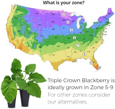 BlackBerry Plants Triple Crown (4 Pack) Live for Sale | Easy to Grow Plants | Edible Fruit Plant for Sustainable Living | Grow Your own Food on Your Organic Garden | Live for Planting | - Image 3