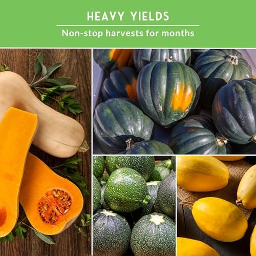 Squash Seeds Collection for Planting - Image 5