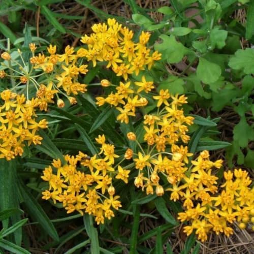2 Yellow Milkweed Live Plants, Well-Rooted Starter Plant, 4-6 Inch Tall - Image 6