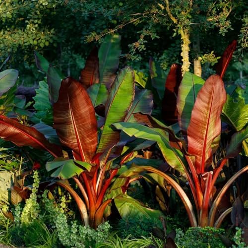 Red Abyssinian Banana (Ensete Maurelii) 5-9" Live Plant - Giant Red Leaf Ornamental Tree - Fast Growing Tropical Focal Point - Huge Container Accent - Image 2
