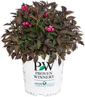 Proven Winners - Weigela Florida Spilled Wine (Weigela) Shrub, Pink Flowers, #2 - Size Container by GreenPromiseFarms