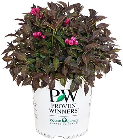 Proven Winners - Weigela Florida Spilled Wine (Weigela) Shrub, Pink Flowers, #2 - Size Container by GreenPromiseFarms