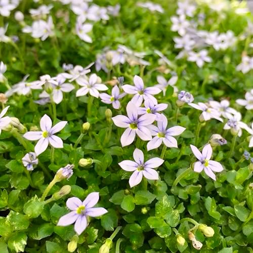 Laurentia Fluviatilis ‘Blue Star Creeper’ – Low-Growing Ground Cover with Soft Blue Flowers, Carpet-Forming Perennial for Pathways & Garden Beds (4.5" Pots/Flats of 10 / Flats of 10) - Image 4