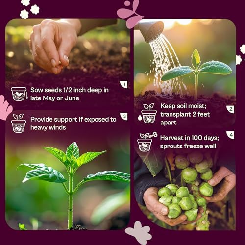 SVI 850 Long Island Brussels Sprouts Seeds (Brassica Oleracea) – Brussel Sprouts Seed Packets, Heirloom Brussel Sprout – Cold Hardy Vegetable Seeds Home Garden, Outdoor Beds, Containers - Image 5