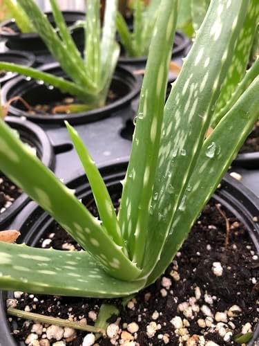 Live Aloe Plant (Aloe barbadensis Miller, Aloe Vera) in 2.5 inch Pot - Easy-to-Grow House Plant - Image 2