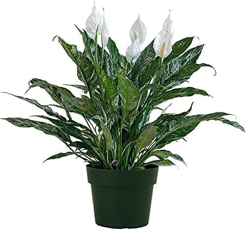 American Plant Exchange Peace Lily 'Domino' Variegated– 6-Inch with Pot Cover, 1-2 Ft Tall, Live Indoor Flowering Houseplant, Easy Care, Low Light, Housewarming, Sympathy, or Party Gift - Image 2