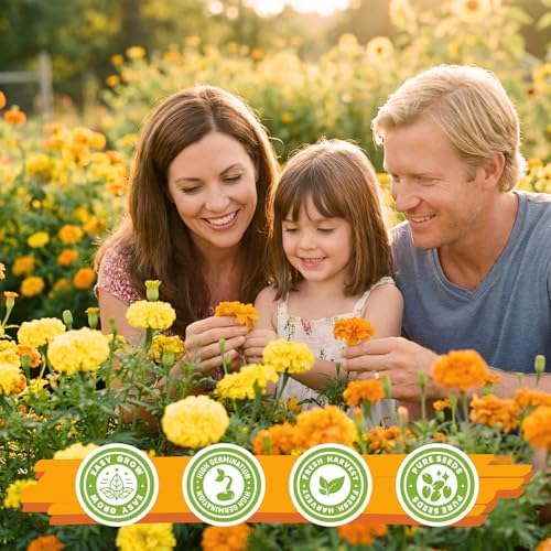 French Marigold Seeds for Planting, 1OZ 10000+ Heirloom Flower Seeds Perennial Seed Packet,Home and Garden Easy to Grow, Indoor & Outdoor Gardening, Plant & Quick Blooming - Image 4