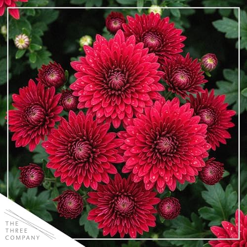 Chrysanthemum (Jack O' Lantern Deco Pot), Red Blooms, Live Fall Flowering Perennial, 15" Tall by 12" Wide in 3 Qt Pot - Image 2