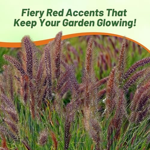 Outsidepride Pennisetum Thunbergii Red Buttons Ornamental Grass Seeds - 25 Pcs Perennial, Drought Tolerant Fountain Grass with Red Feathery Plumes for Low Maintenance Xeriscaping & Flower Arrangements - Image 5