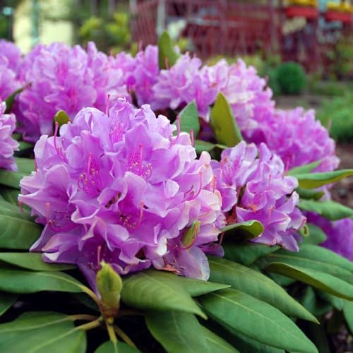 Brighter Blooms Lavender Rhododendron Shrub, 1 Gallon - Image 3