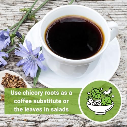 Sow Right Seeds - Chicory Seed for Planting Perennial Wildflower Garden 3pk - Image 6
