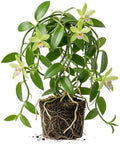 Live Vanilla Orchid Vine Climbing Vanilla Bean Orchids Flowers Plant Fragrant Flower Perennial Vine 4 to 6 Inch Tall by MocNursery