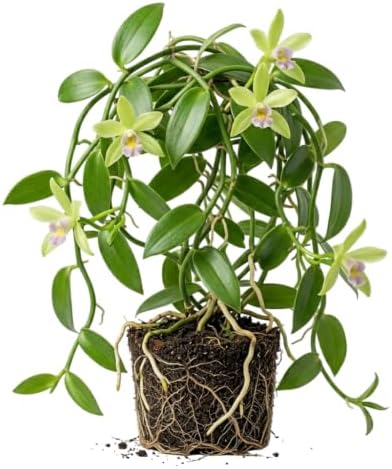 Live Vanilla Orchid Vine Climbing Vanilla Bean Orchids Flowers Plant Fragrant Flower Perennial Vine 4 to 6 Inch Tall by MocNursery