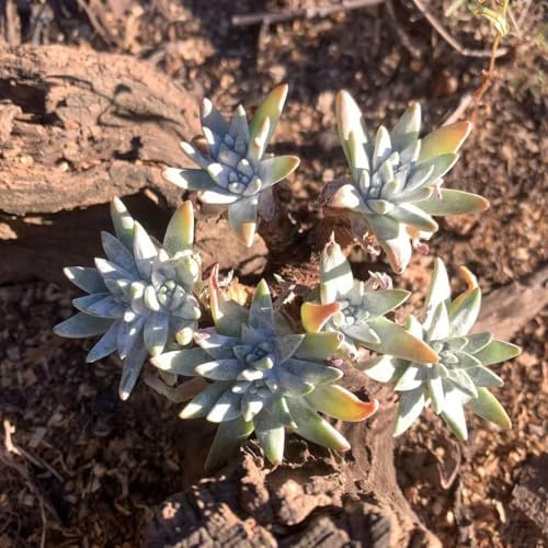 Dudleya Gnoma S.W.McCabe Rare Live Succulent, Multi-Head Pink Rosette Succulent, Over 5 Heads, 5-6 Inch Bare Root Live Plant, No Pot Soil, Easy Care Indoor Houseplant, Outdoor Plant for Decor - Image 2