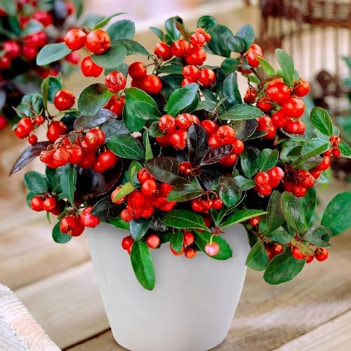 Gaultheria Cherry Live Plant, 4-7" Teaberry Plants by AVERAR