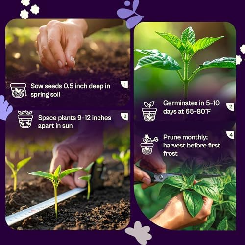 SVI 2000 Genovese Basil Seeds (Ocimum basilicum) – Sweet Basil Seed Packets – Aromatic Non GMO Heirloom Large Leaf Culinary Herb Seeds, Outdoor & Indoor Herb Garden - Image 5