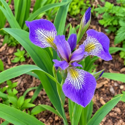 5 Dwarf Crested Iris Flowers - Rhizomes/Roots - Live Plants - Image 4