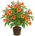 Set of 5 Tecoma Stans Orange Live Plants, 4-8 in, No Pot by BEEJOYSSHOP