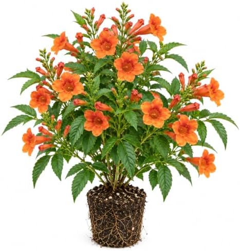 Set of 5 Tecoma Stans Orange Live Plants, 4-8 in, No Pot by BEEJOYSSHOP