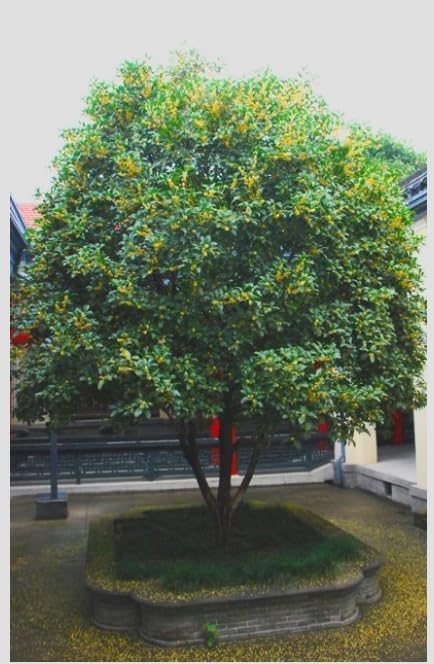 Fragrant Tea Olive Live Plant – Osmanthus fragrans Sweet Olive Shrub – Intensely Fragrant White Blooms – Evergreen Hedge Plant – Rooted Starter - Image 4