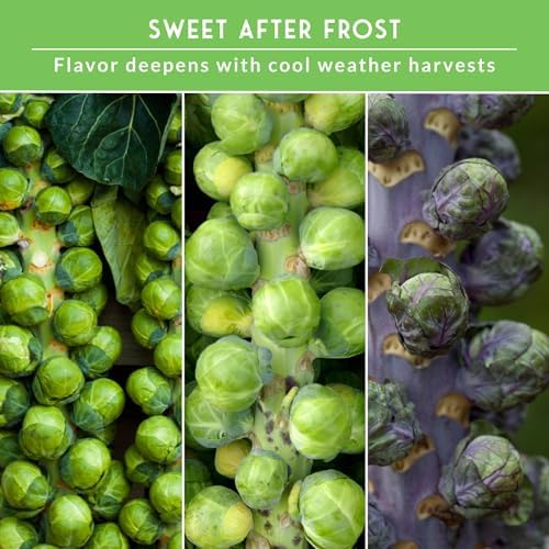 Brussels Sprouts Seeds 3 Variety Pack for Planting - Survival Garden Seeds - Image 4