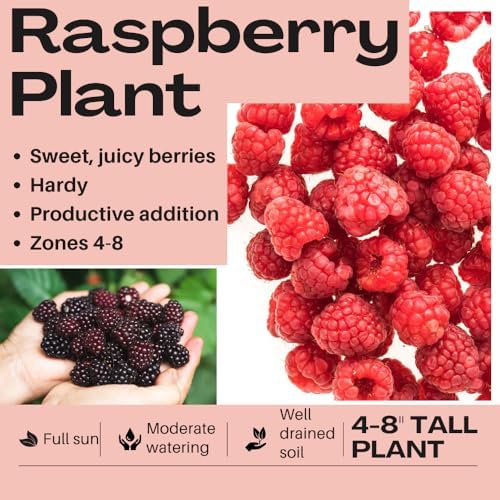 2 Red Raspberry Plants Live, Sweet Edible Berry Bush, 5-8 Inch Tall - Image 3