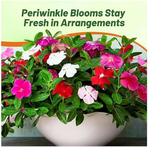 Outsidepride Mix Periwinkle Seeds for Planting – 2000 Pcs Annual, Fast-Blooming, Heat & Drought Tolerant Vinca Flower Seeds with Vibrant Colors Ideal for Gardens, Beds, Borders & Containers - Image 5