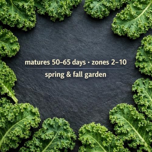 960+ Dwarf Kale Seeds for Planting -Heirloom Non GMO - Image 6