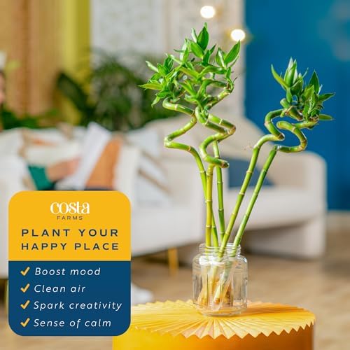 Costa Farms Lucky Bamboo, Live Indoor Plant, Easy Care, Home Decor - Image 4