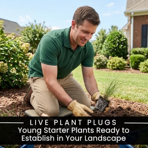 5 Pink Muhly Grass Live Plant Plugs | Native Ornamental Grass for Full Sun - Image 3