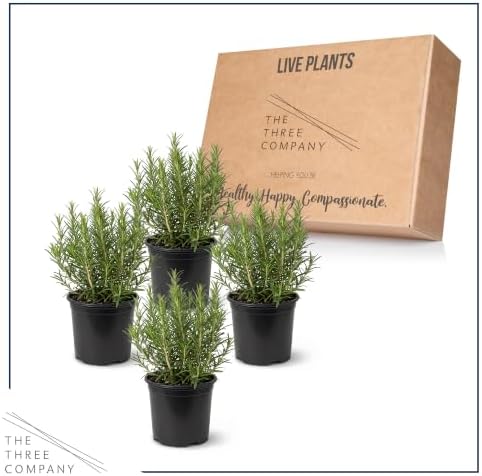 Herb - Rosemary (4 Pack), Live Edible Culinary Herb, Aromatic, Savory - Image 5