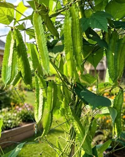 100+ Premium Winged Bean Seeds – Easy to Grow Dragon, Goa & Manila Varieties – Heirloom Non-GMO High-Yield Vegetable Seeds for Home Gardens & Backyard Planting by Unknown