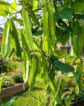100+ Premium Winged Bean Seeds – Easy to Grow Dragon, Goa & Manila Varieties – Heirloom Non-GMO High-Yield Vegetable Seeds for Home Gardens & Backyard Planting by Unknown