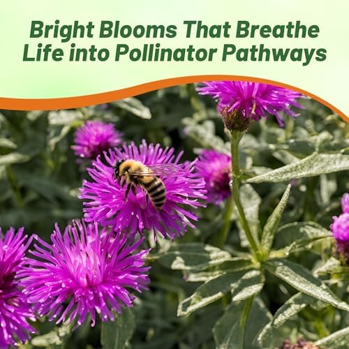Outsidepride Purple Gomphrena Seeds - 2000 Pcs Annual, Heat & Drought Tolerant, Pollinator Friendly Globe Amaranth Seeds for Planting w/Vibrant Round Blooms for Beds, Borders, and Arrangements - Image 5