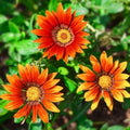 Mountain Valley Seed Co New Day Series Gazania Bronze Shades Seeds 25 Seeds by MountainValleySeedCompany