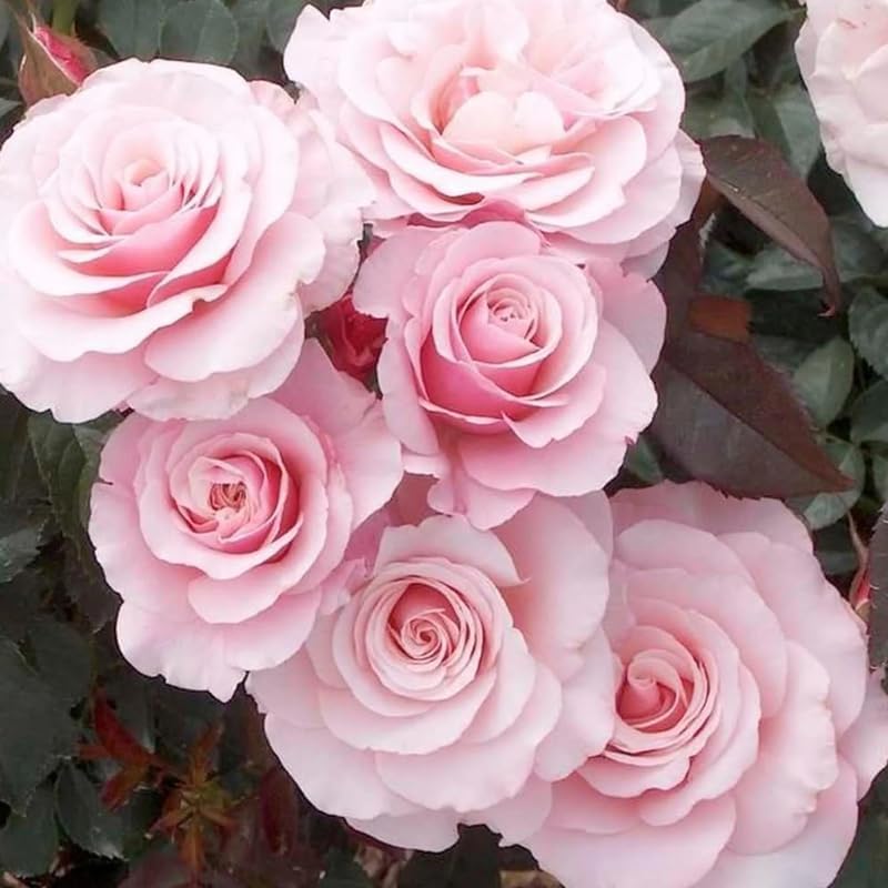 Pink Climbing Rose Plant Live, Patio Container Rose Plant, 5-9 Inch Tall - Image 7