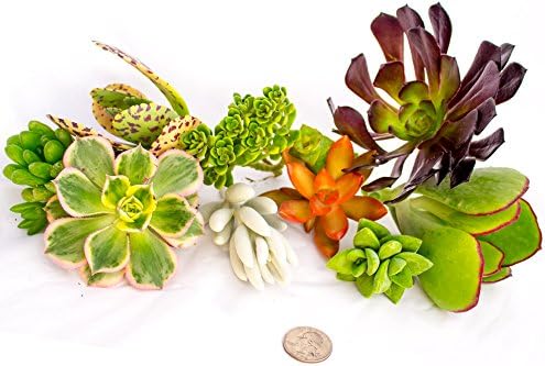 10 Assorted Live Succulent Cuttings, No 2 Succulents Alike, Great for Terrariums, Mini Gardens, and as Starter Plants - Image 2