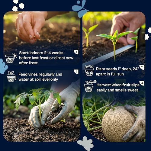 SVI 100 Imperial 45 Cantaloupe Melon Seeds (Cucumis Melo) – Sweet Golden Melon, Open-Pollinated, Non GMO, Heirloom Seed Packets – Ideal Vegetables Seeds for Garden Plots, Raised Beds & Greenhouses - Image 5