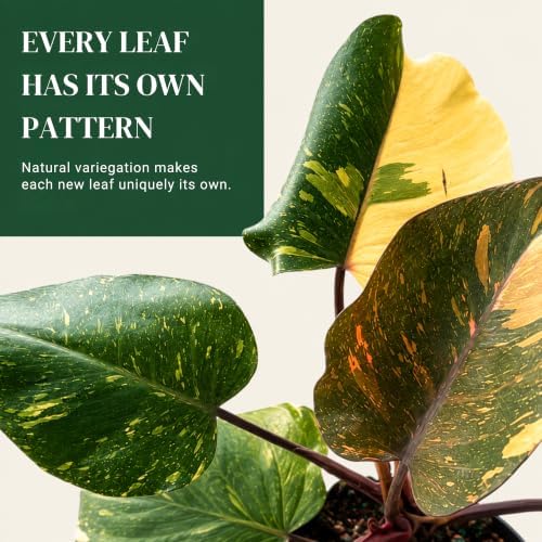 Philodendron Orange Princess Live Plant, Rare Variegated Houseplant - Image 2