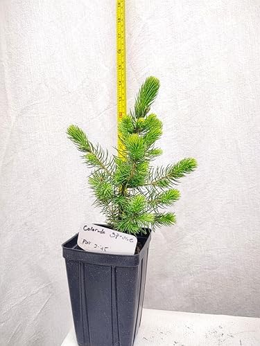 Colorado Blue Spruce Tree in a Nursery Pot. Picea pungens. Great for Ornamental Landscaping and Bonsai - Image 2